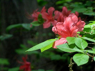 flores de azalea del monte kinsho