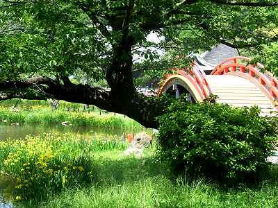 称名寺 叶樱