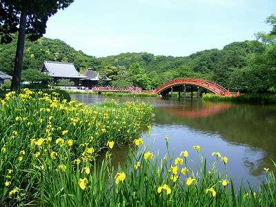 称名寺 全景 黄菖蒲花