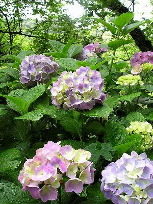 三溪园 紫阳花