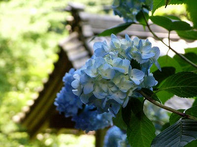 镰仓明月院 紫阳花与瓦房