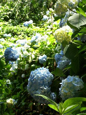 镰仓明月院 紫阳花小径