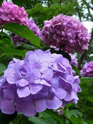 箱根莱俪美术馆的紫阳花