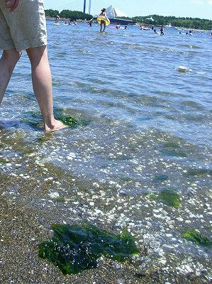 水边的海草