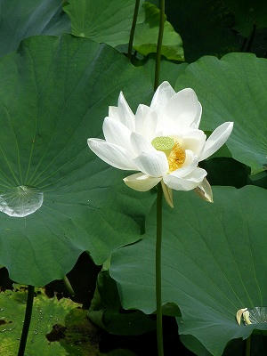 鹤冈八幡宫的荷花