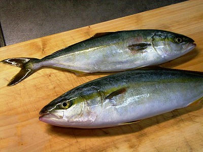 ワカシ或イナダ(小鰤鱼)