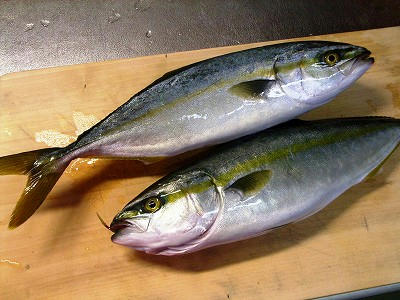 “ワカシ”(小鰤鱼)