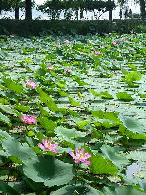 西堤西岸荷花池