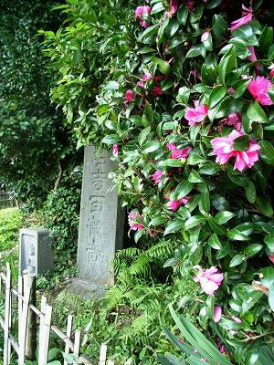 称名寺境内山茶花