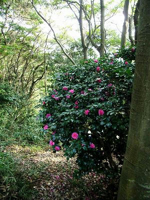 称名寺后山之山茶花