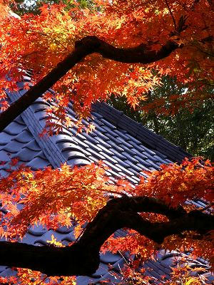 镰仓长谷寺转经筒堂屋顶与红叶
