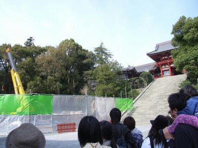 镰仓鹤冈八幡宫大银杏树没了