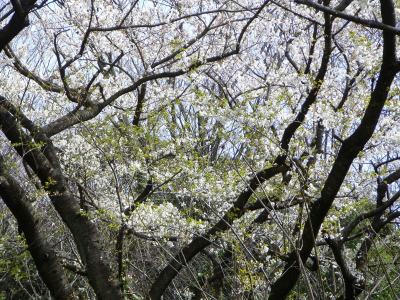 称名寺后山山樱花