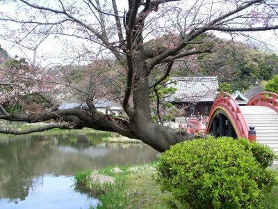 称名寺院内染井吉野樱花