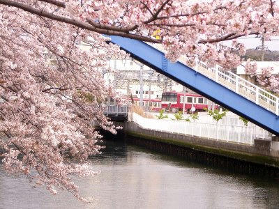 盛开的樱花与京滨急行电车