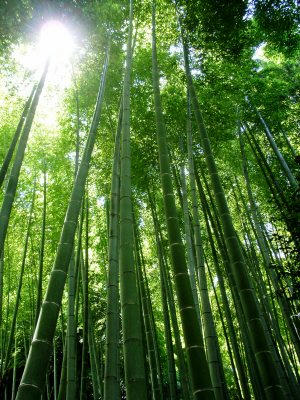 镰仓英胜寺竹林