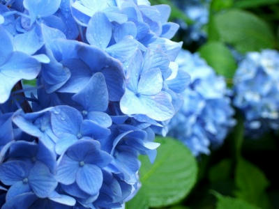 镰仓明月院 紫阳花