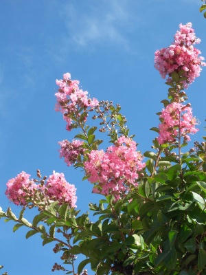 横滨海滨公园 百日红花