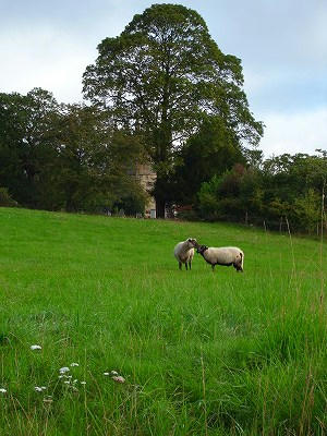 Upper Slaughter 小牧羊场