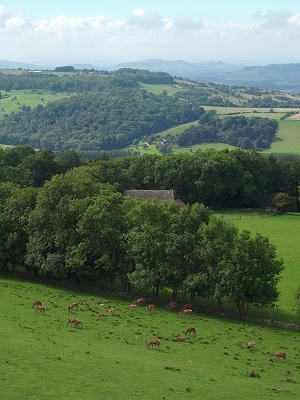 Red deer