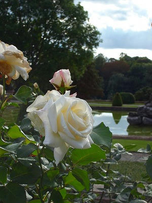 Blenheim Palace之玫瑰花