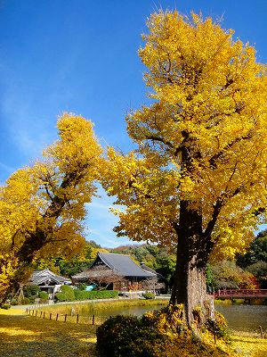 称名寺庭园 银杏古树黄叶