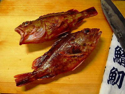 笠子鱼
