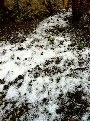 横滨金泽下了小雪