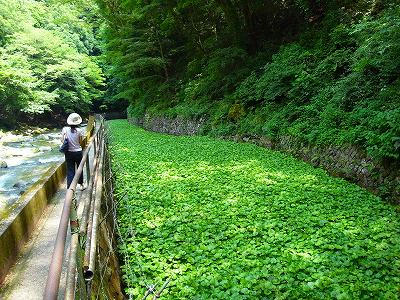 芥末水田