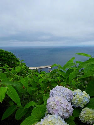 津轻海峡与紫阳花