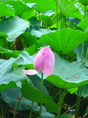镰仓鹤冈八幡宫源氏池荷花