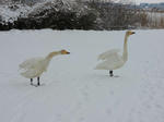 DSCN0271.jpg
