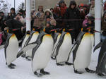pengin2.JPG
