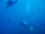 20070812_2.jpg