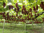 CIMG0865p2.JPG