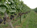 CIMG0875p3.JPG