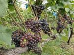 CIMG0873p4.JPG