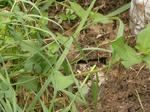 CIMG0886y5.JPG