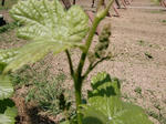 089054a5.JPG