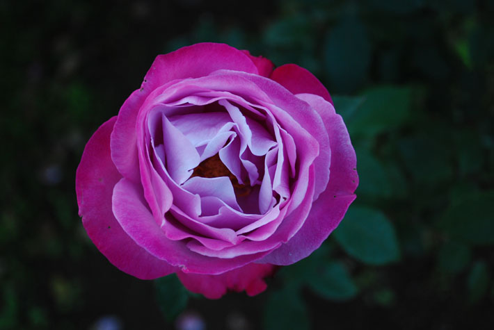 rose-1.JPG