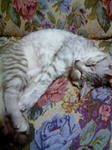 070926_200911.JPG