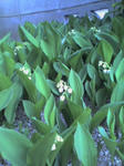 080429_163808.JPG