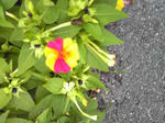 Image0771.jpg