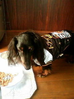 服着せられ犬
