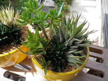 植物
