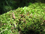 IMG_1144.JPG