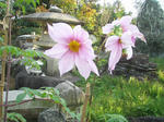 PB210435.JPG