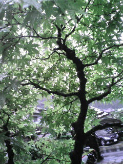 20090507064636.jpg