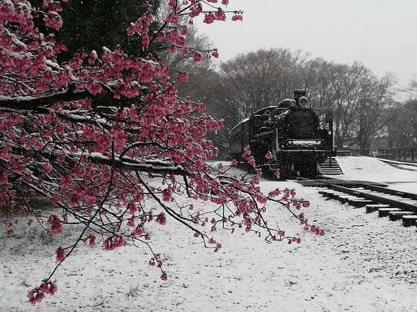 桜、SL、雪の共演