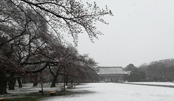 小金井公園の雪化粧